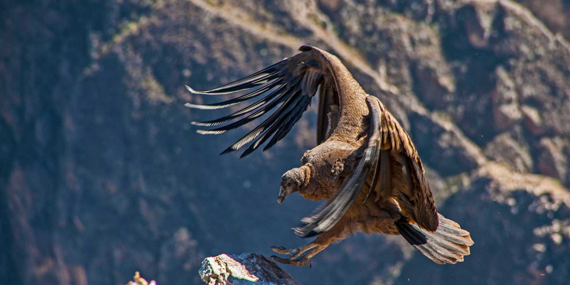 EL CAÑON DEL COLCA MAJESTUOSOS CONDORES