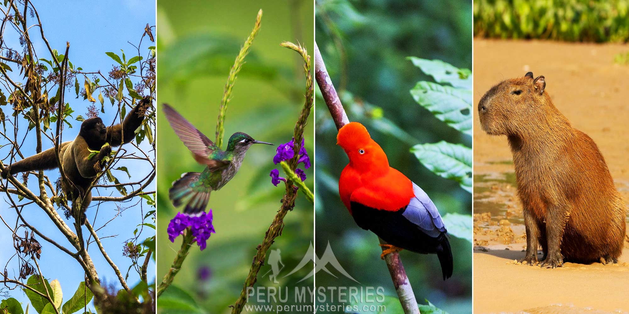 PARQUE NACIONAL DEL MANU UN PARAISO A CONSERVAR