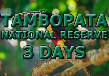 Visit Tambopata reserve 3 days